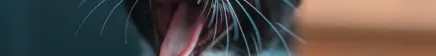 eliskakodadova Server Banner